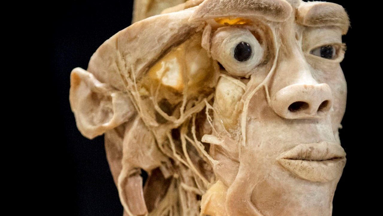 Ausstellung "echte menschliche Körper", Plastinat einer Büste.