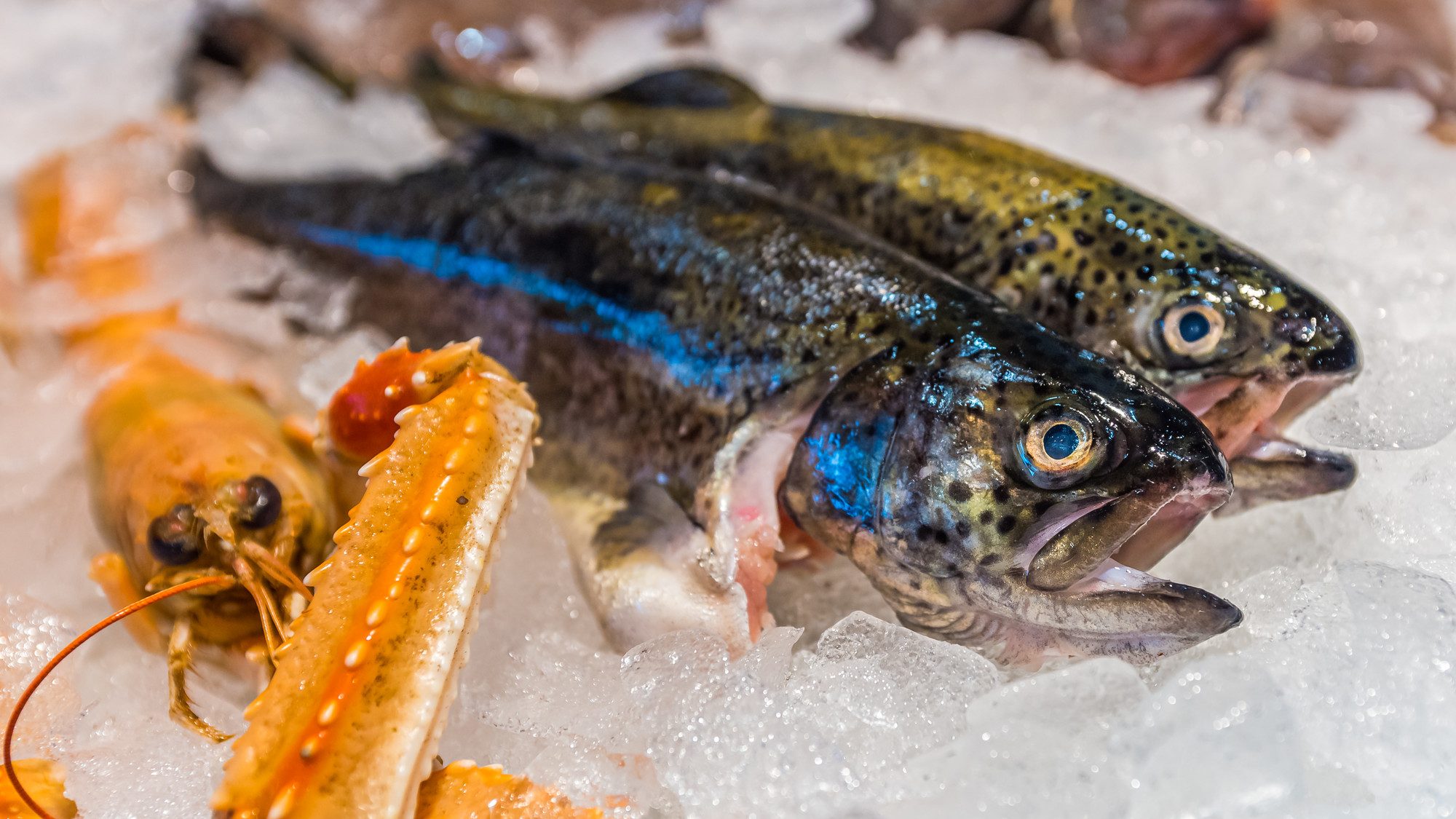 fish international, Fische und Seafood auf Eisbett